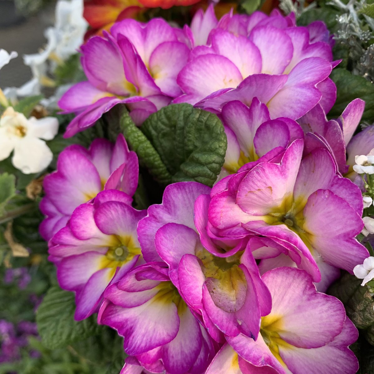 おはよう御座います(*´▽｀)ﾉﾉ 🌸🌸🌸花の便り🌸🌸🌸 プリムラは原産地では多年草ですが、夏の☀️🍉🌻🏊暑さに弱いため、日本では一年草として扱われています