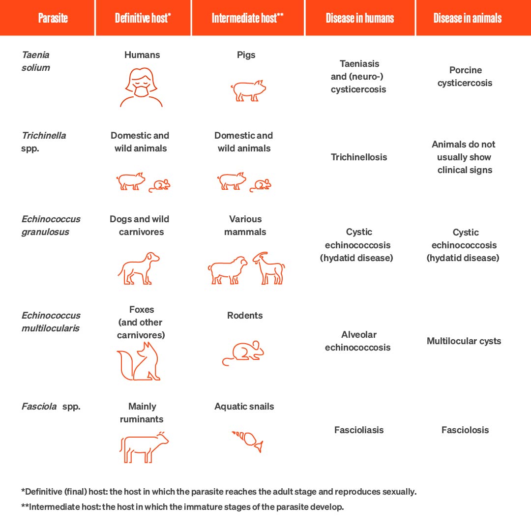 We all know about zoonoses such as #AvianInfluenza or #COVID19. But there are others that are often overlooked and they primarily affect the poorest communities. The #AnimalHealth sector plays a critical role in their prevention and control. #WorldNTDDay