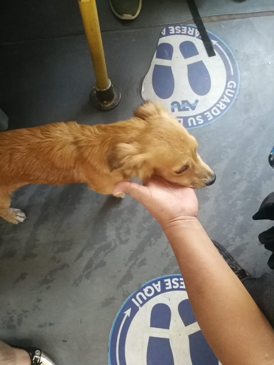 claudiaibarraq's tweet photo. Hoy en la estación Tomás Valle subió este lomito , aparentemente buscando a su dueño, la chica de la foto lo tiene en custodia. Pls si me ayudan con una buena retuiteada para que vuelva a casita. @ATU_GobPeru @MetropolitanoPT  @TatianaAstengoB 🙏 https://t.co/jC7jVC6AfU
