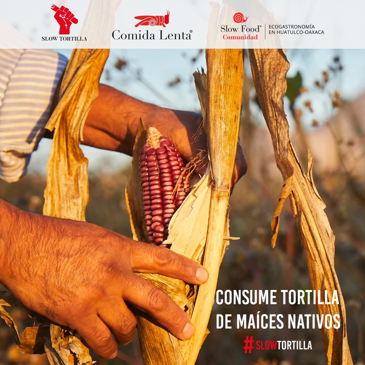 Slow Food Huatulco tweet media