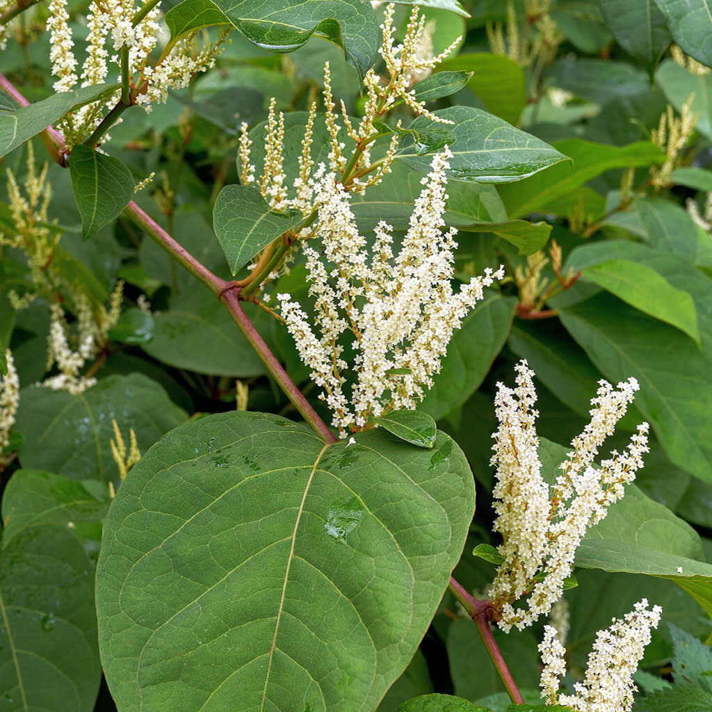 TozersLaw's tweet photo. 📰 Did you know that you are required to disclose the existence of Japanese Knotweed when selling your #property?  🌿🏠🌱

Find out how to avoid a #misrepresentation claim when selling your property here. 👇

#failuretodisclose #propertyforsale #buyer 

https://t.co/ae6pOlf0zz https://t.co/pG37OxUffC