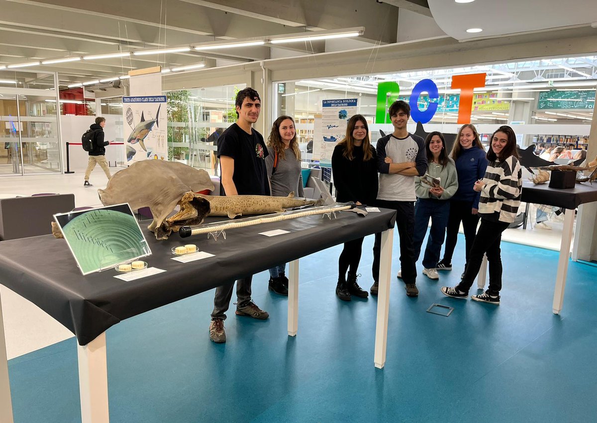 Bctuab's tweet photo. 🦈En el seu primer dia, l’exposició ⚡Parlem de taurons⚡ ha rebut 60 visitants que han gaudit de la mostra i de les explicacions de l'Ana, l'Arnau, l'Elena, en Gerard, la Jaroa i la Judit, autores del muntatge i del treball sobre els #taurons.

#BibExposUAB @bibliotequesUAB https://t.co/DOTvWALoB2