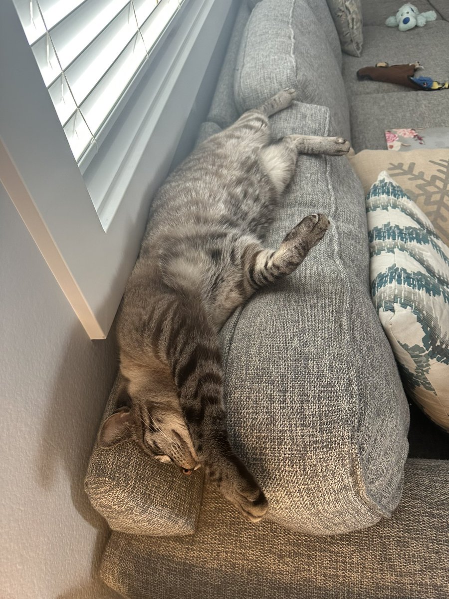 Casee's tweet photo. The weirdest cat in Idaho. #siamese #CatsOfTwitter #Milo https://t.co/Fe7H47jKf9
