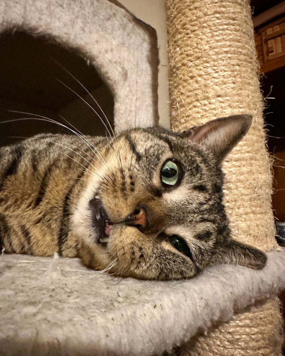 #befriendingbuddy #CatsOfTwitter