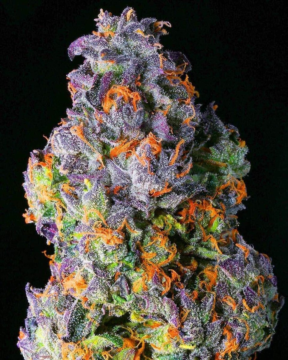 Name this beauty, best name will get 14g 

 #mmemberville #cannabiscommunity #stonerfam #smokeweed