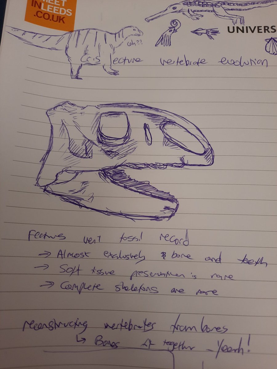 Palaeo_Meghan's tweet photo. I snuck into my supervisor's 1st year vertebrate palaeontology lecture this afternoon and managed to smash out this pretty great sketch of April the Tenontosaurus' skull before it started!

Plus a bonus teleosauroid. It's not the best that I've ever drawn... but he's cute 🐊💗 https://t.co/7D7XFnULnu