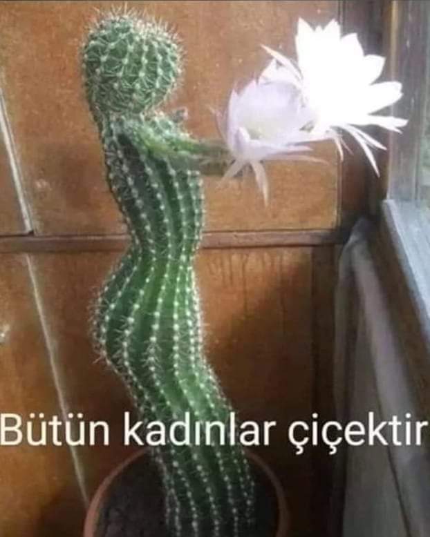 @yonca2008 Bütün kadınlar çiçektir....🤔🤗