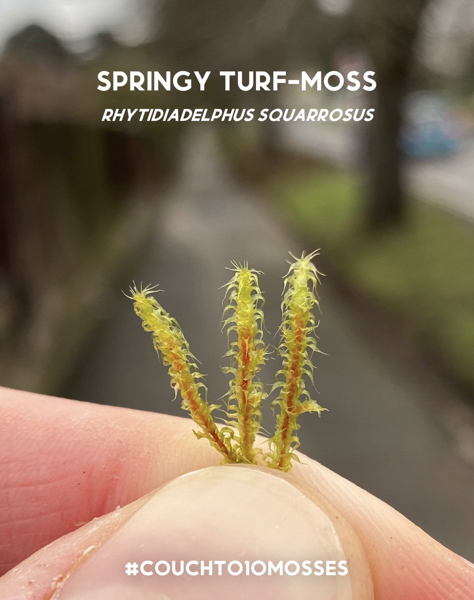 Leif Bersweden tweet media