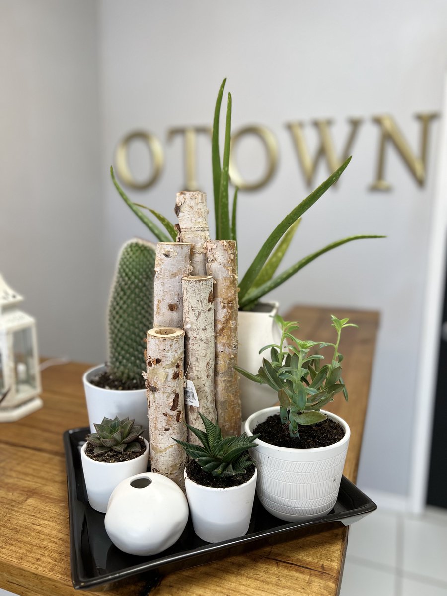 A succulent garden is a creative choice for a gift that continues to grow and thrive over time.

#OrlandoFlorist #Succulent #SucculentGarden #Succulents #Cactus #SucculentsOnly