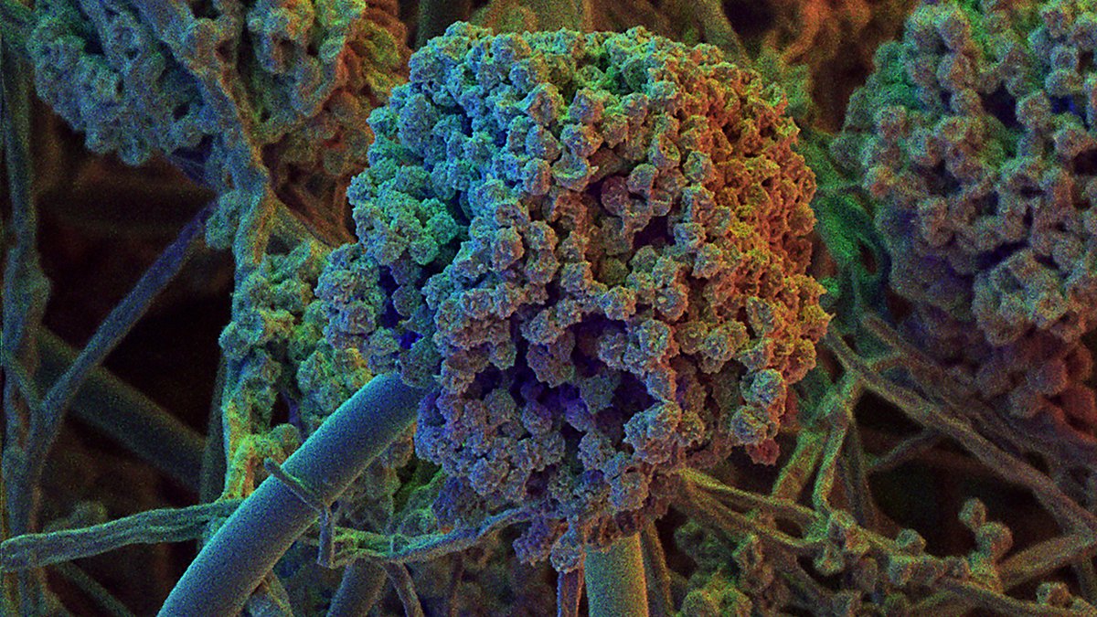 At least 7,000 people died in 2021, up from just 450 in 1969. Aspergillus, a common mold found indoors, is the culprit in roughly one fifth of mold related hospitalizations...

Read the entire blog here: bit.ly/3WNyvdm

<a href="/IndoorScience/">Indoor Science</a> 
<a href="/IAQnerd/">Ian Cull</a>