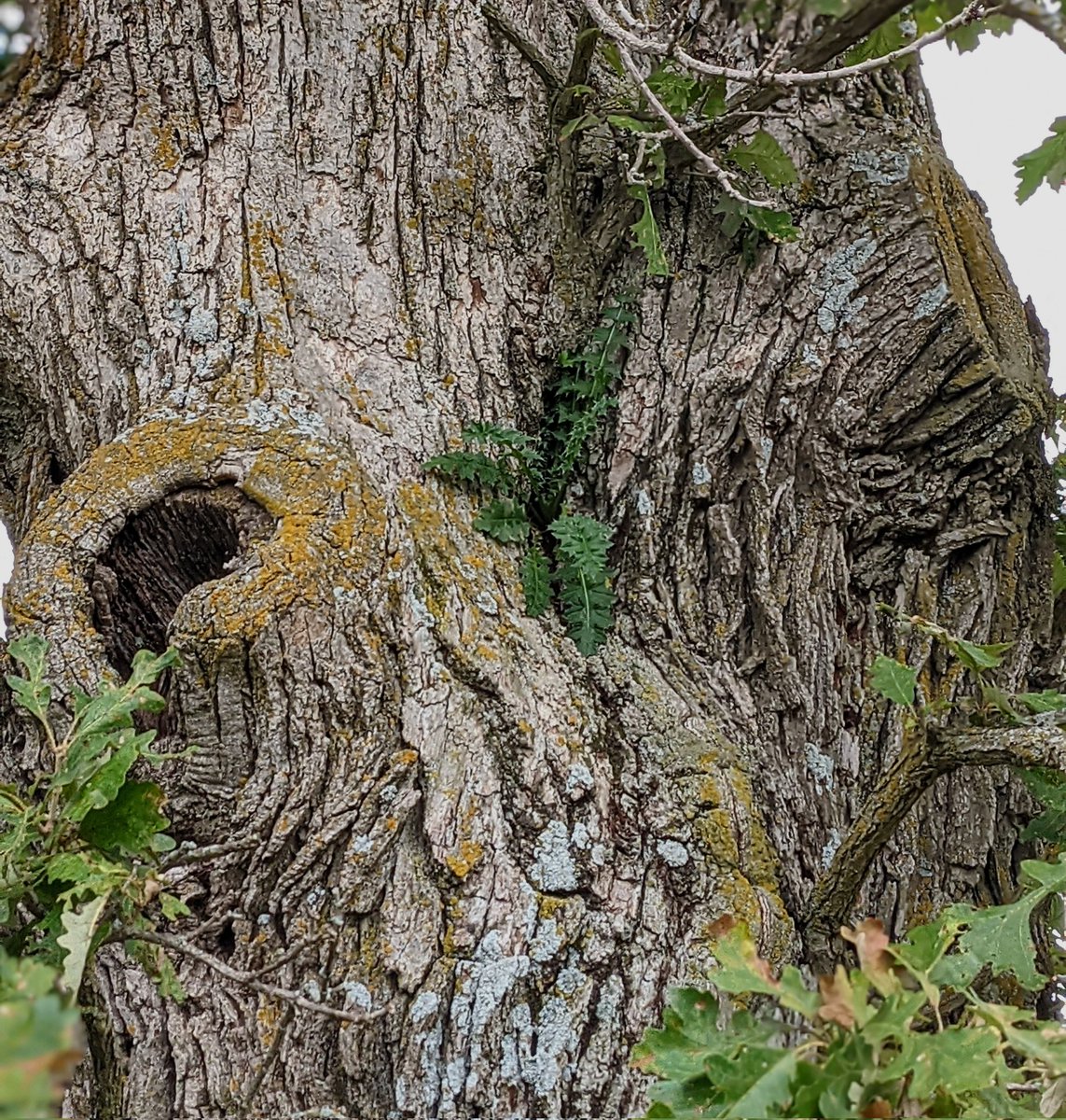 An unexpected epiphyte in bur oak savanna (last year at Barneveld Prairie SNA)
