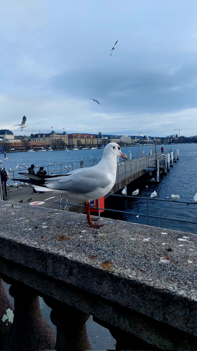 #pazartesisendromu m yok
Hergünüm sendromlu
#iyiakşamlar martı serenler
#bürkliplatz #zürich