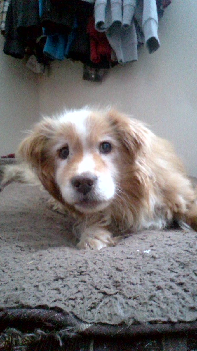 Riverpottle's tweet photo. I'm Gonna Miss you, boots...
You Were a Good boy... https://t.co/g9v7VaVMs7