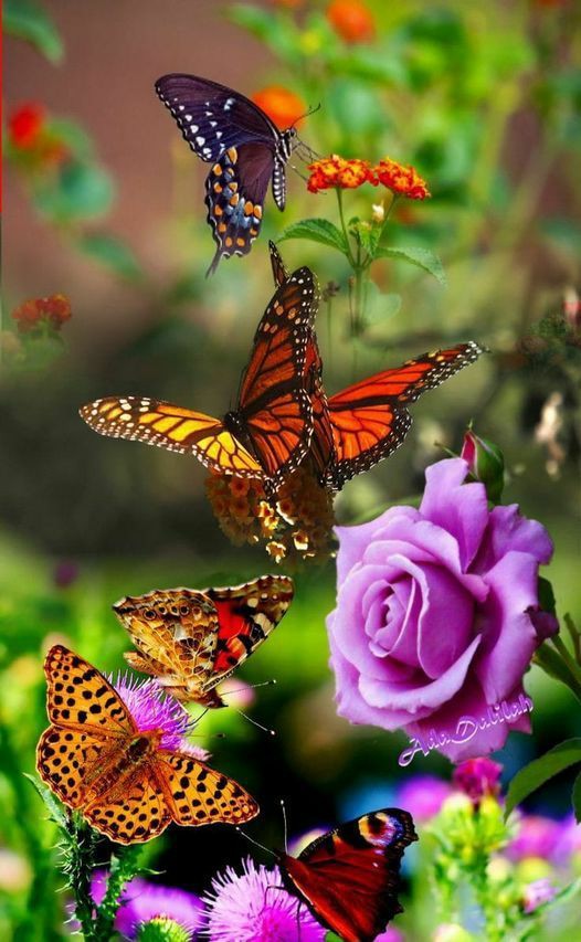 Butterfliesgeo's tweet photo. I love Butterfly 🦋🦋🦋
#butterfly #butterflies https://t.co/Ov4e5RzW0u