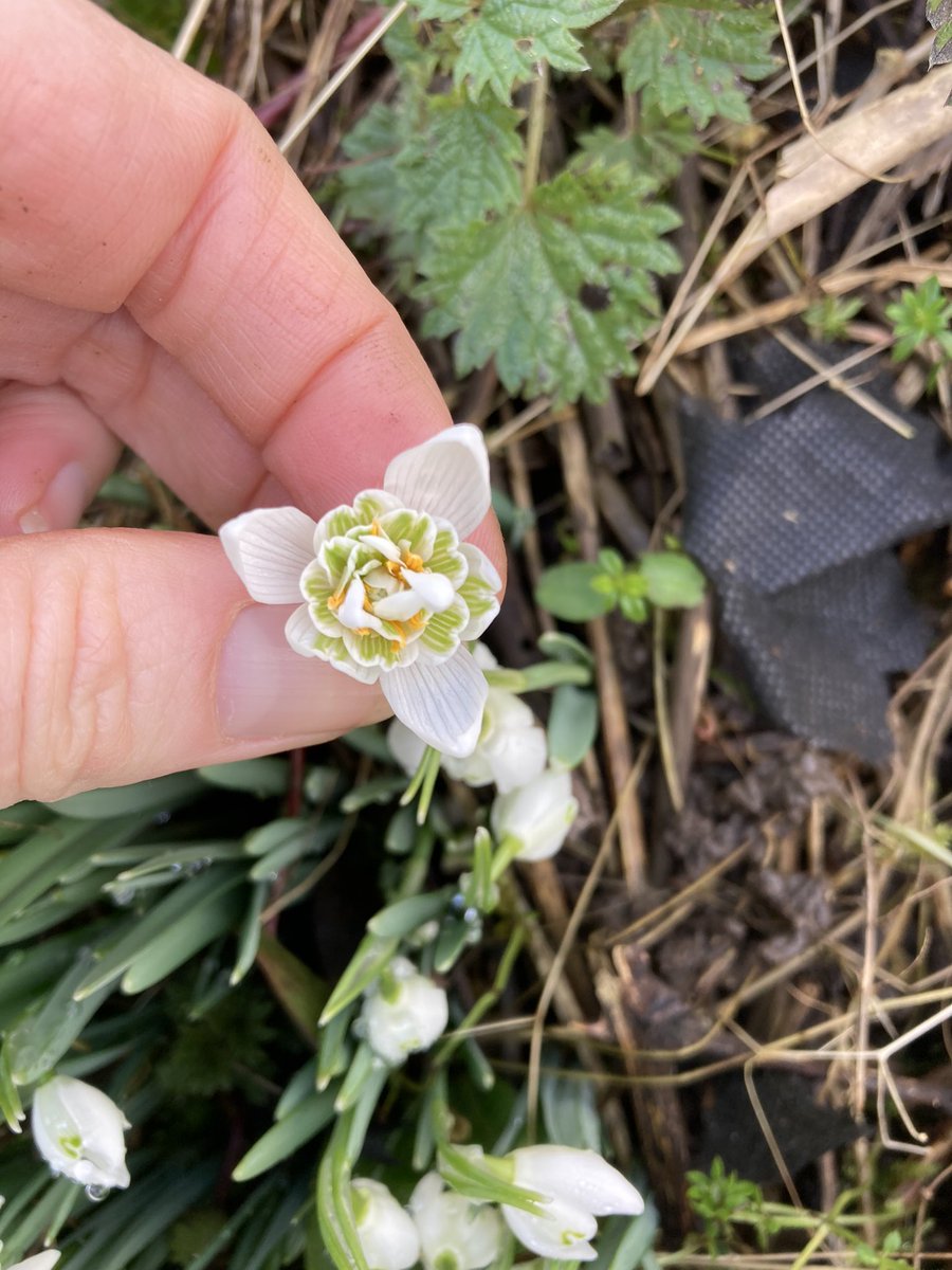 Can you tell me the name of this type of snowdrop please?
#gardening #springbulbs #helpneeded #plantid #flowerid