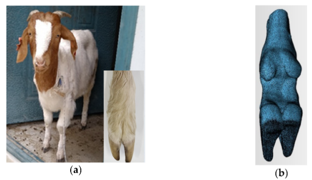Biomim_MDPI's tweet image. #RecommendedPaper
Design and Test of Tread-Pattern Structure of Biomimetic Goat-Sole Tires by Fu Zhang, et. al.
➡️Read the full paper here: mdpi.com/2313-7673/7/4/…
✔️#BionicGoat; #TreadPattern; #adhesion; #WheeledVehicles