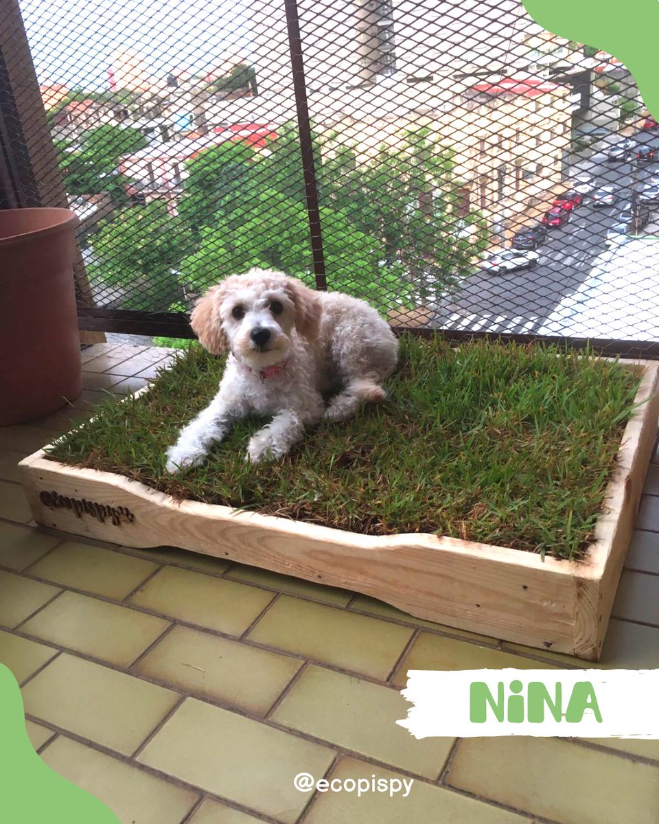 Ecopispy's tweet photo. Nina ya disfruta de su nuevo Box de Ecopis 💚🙌🏻 en el balcón de su casa ✨

Gracias @david_messina 🐾

#EcoLove💚 #EcoPispy #BandejaSanitaria #cespednatural #poodles #Paraguay https://t.co/hAZx3435ns
