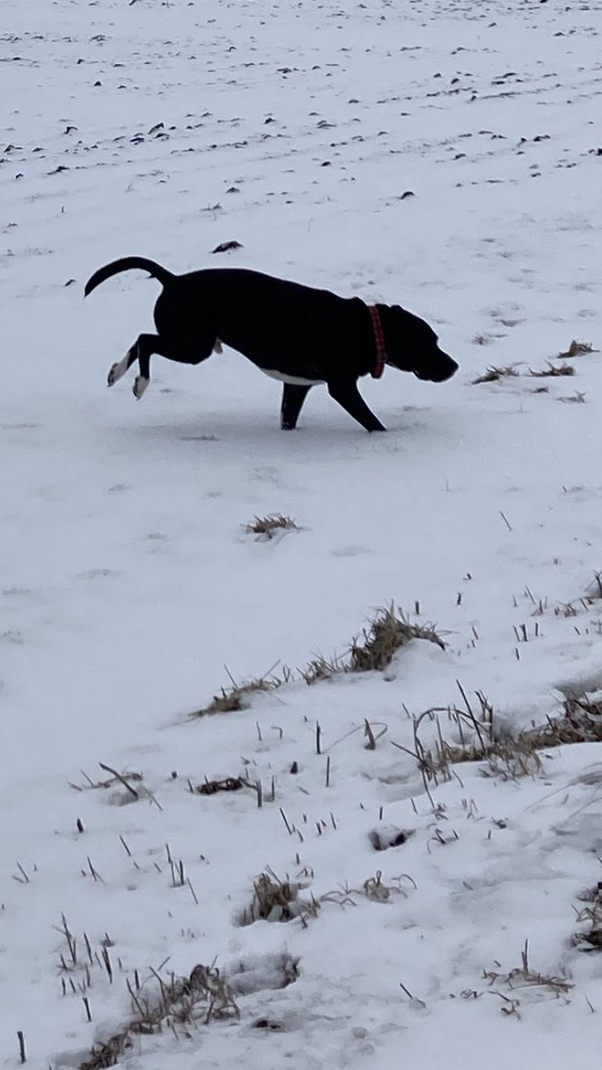 Bobo_Fedwell's tweet photo. Exersize can help cure the winter blues. It’s a dogs world https://t.co/wNMIZmKpRF