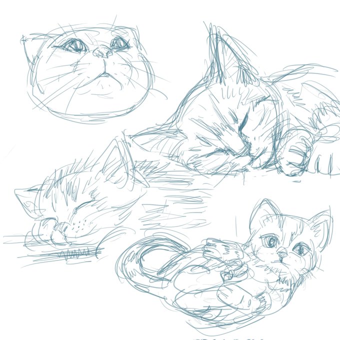 苦しまぎれのねこイロイロー   (^_^;)早く寝まーすおやすみなさいー(‾q‾)zzz 