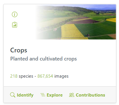 What #crops are growing in the fields around you? Take a photo! Happy to present the new 'Crops' addition to Pl@ntNet and the excellent collaboration between <a href="/Cirad/">Cirad</a> <a href="/Inria/">Inria</a> and <a href="/EU_ScienceHub/">EU_ScienceHub</a> colleagues. The app contains &gt;815 photos of 218 species from apple to ginger to wheat..!