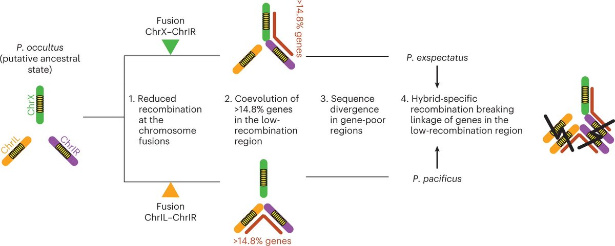 NatureEcoEvo's tweet photo. Chromosome fusions repatterned recombination rate and facilitated reproductive isolation during Pristionchus nematode speciation https://t.co/ZqVEWOgwE3 https://t.co/ZPDwBZeli4