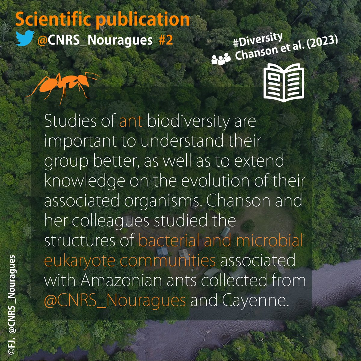 CNRS_Nouragues's tweet photo. Congrats to @AnaisChanson and his colleagues for the publication of their article in @DiversityMdpi 🎓. We are happy with the accomplishment of this work that Anaïs carried out during her PhD 🐜.
https://t.co/bnvMkhyYLK https://t.co/xlyKL6PuKD