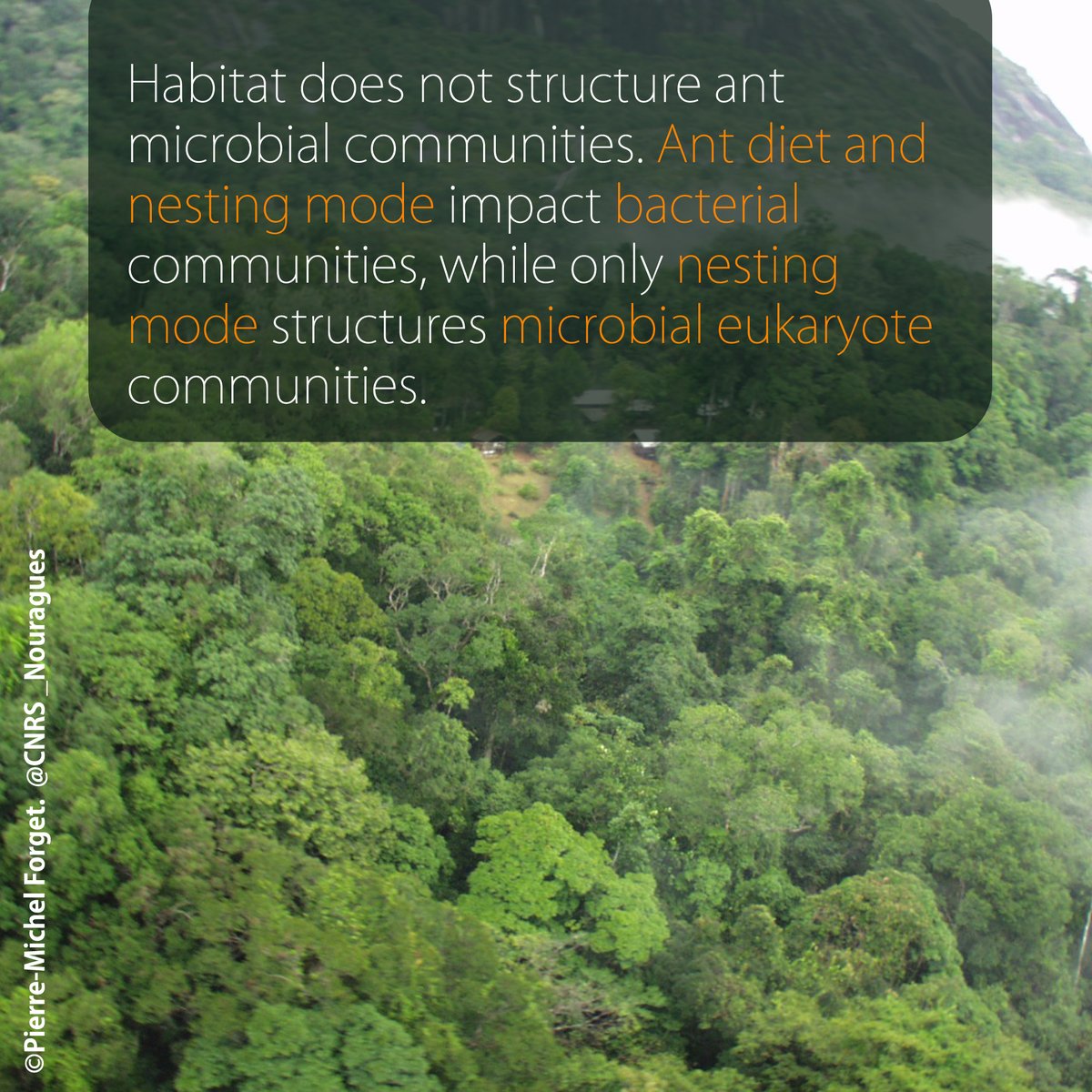 CNRS_Nouragues's tweet photo. Congrats to @AnaisChanson and his colleagues for the publication of their article in @DiversityMdpi 🎓. We are happy with the accomplishment of this work that Anaïs carried out during her PhD 🐜.
https://t.co/bnvMkhyYLK https://t.co/xlyKL6PuKD