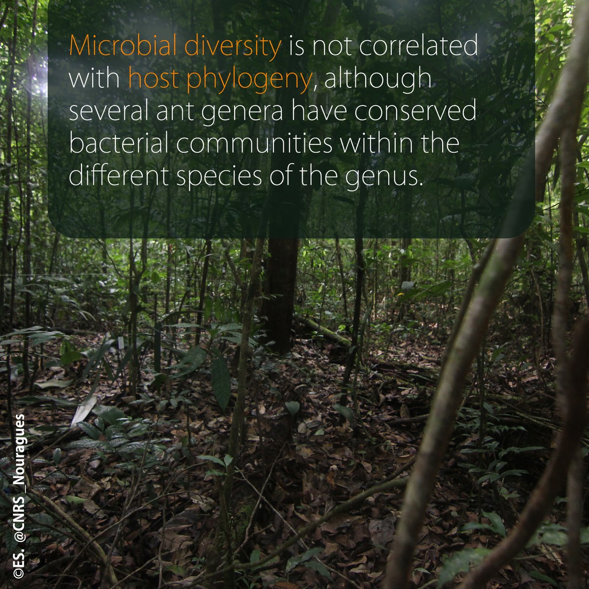 CNRS_Nouragues's tweet photo. Congrats to @AnaisChanson and his colleagues for the publication of their article in @DiversityMdpi 🎓. We are happy with the accomplishment of this work that Anaïs carried out during her PhD 🐜.
https://t.co/bnvMkhyYLK https://t.co/xlyKL6PuKD