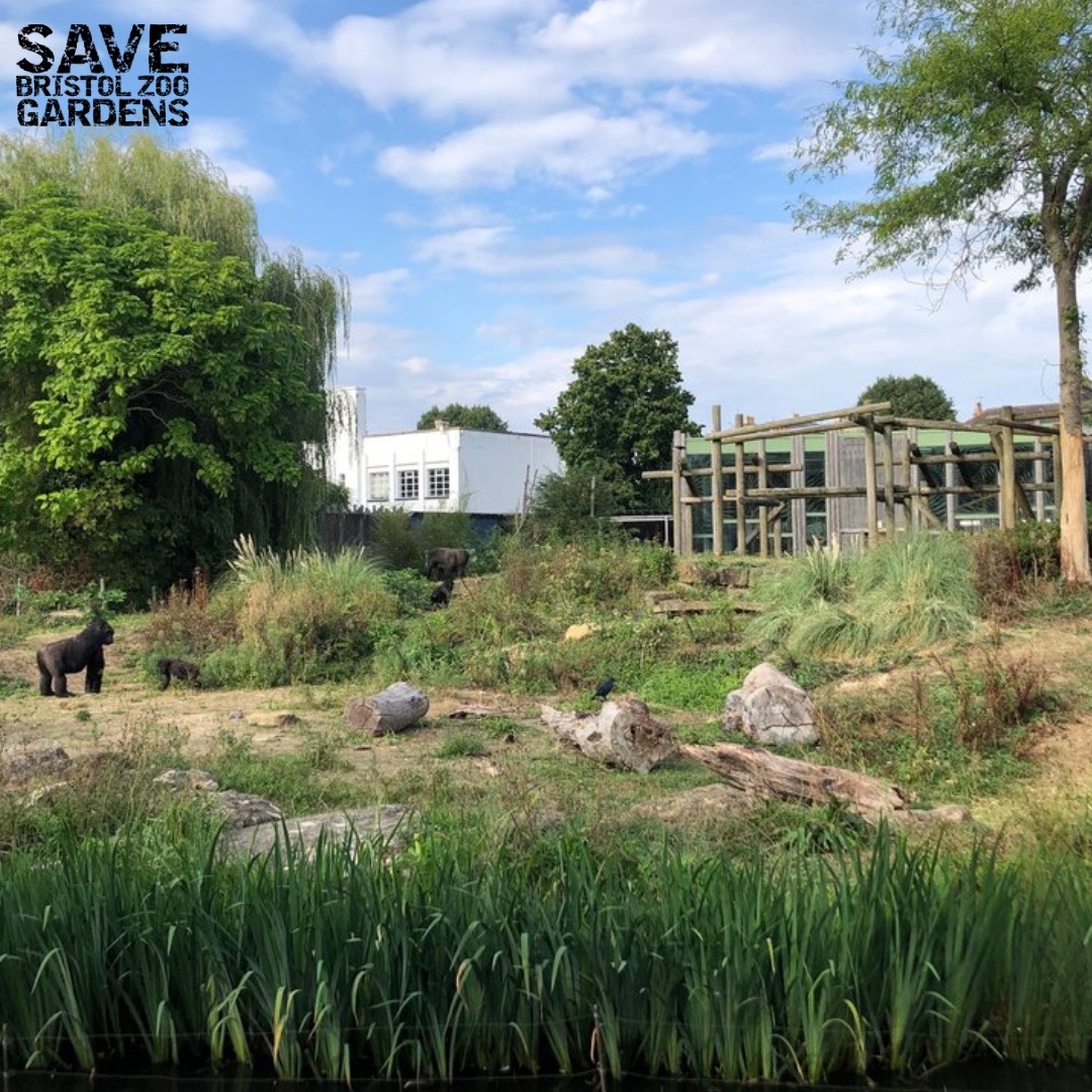 SBZGardens's tweet photo. The gorilla family is undoubtedly the most iconic of all the animals currently at #BristolZoo. 

But what is happening to the gorillas? 🦍

Read the full story to find out 👉 https://t.co/a5wP8W9Waf 

RT and help #savebristolzoogardens https://t.co/lTsuN4nRBr