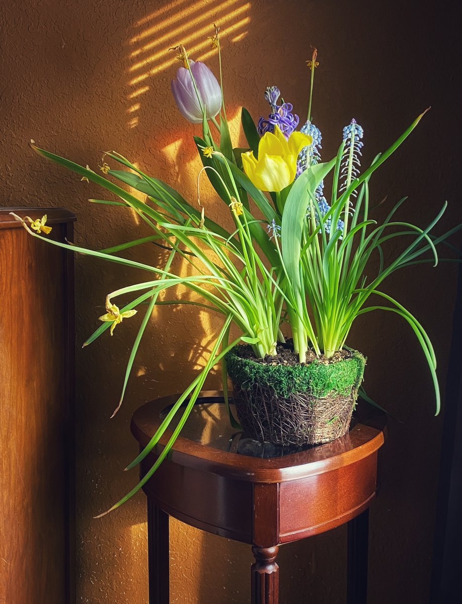 bulb garden  
yearns for spring’s  
warm sun