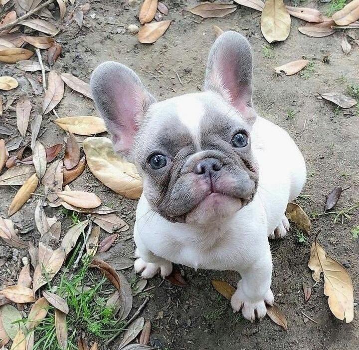 touchofneem's tweet photo. Excuse me 🥰😍😍#dogsofinstagram #dog #dogstagram #dogoftheday #instadog #doglovers #doglife #pets #love #puppylove #puppies #pet #puppiesofinstagram #dogsofinsta #cute #instagram #of #petsofinstagram #dogslife #doggo #animals #ilovemydog  #doglove #petstagram #dogphotography https://t.co/lDNZWOHHp1