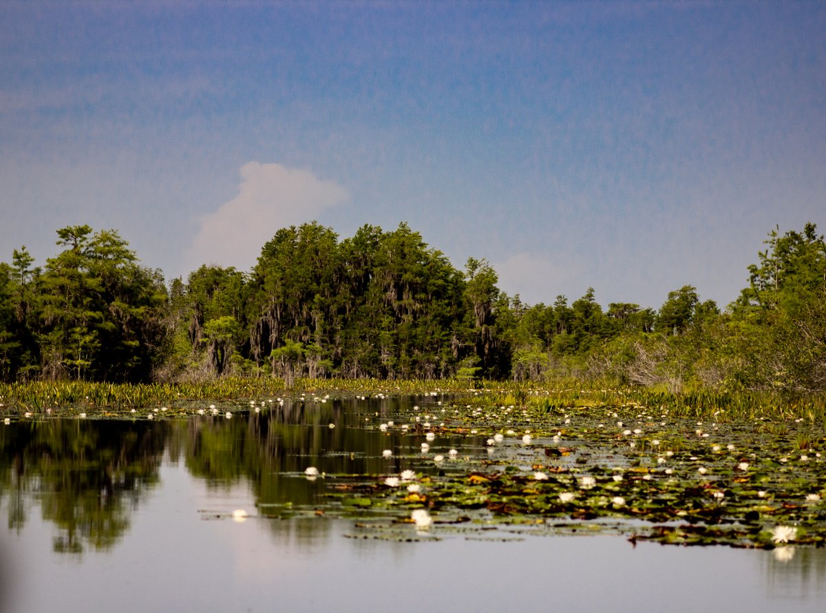 Okefenokee National Wildlife Refuge listed in '11 US destinations land on Forbes list of top travel spots in 2023' fox59.com/news/national-…