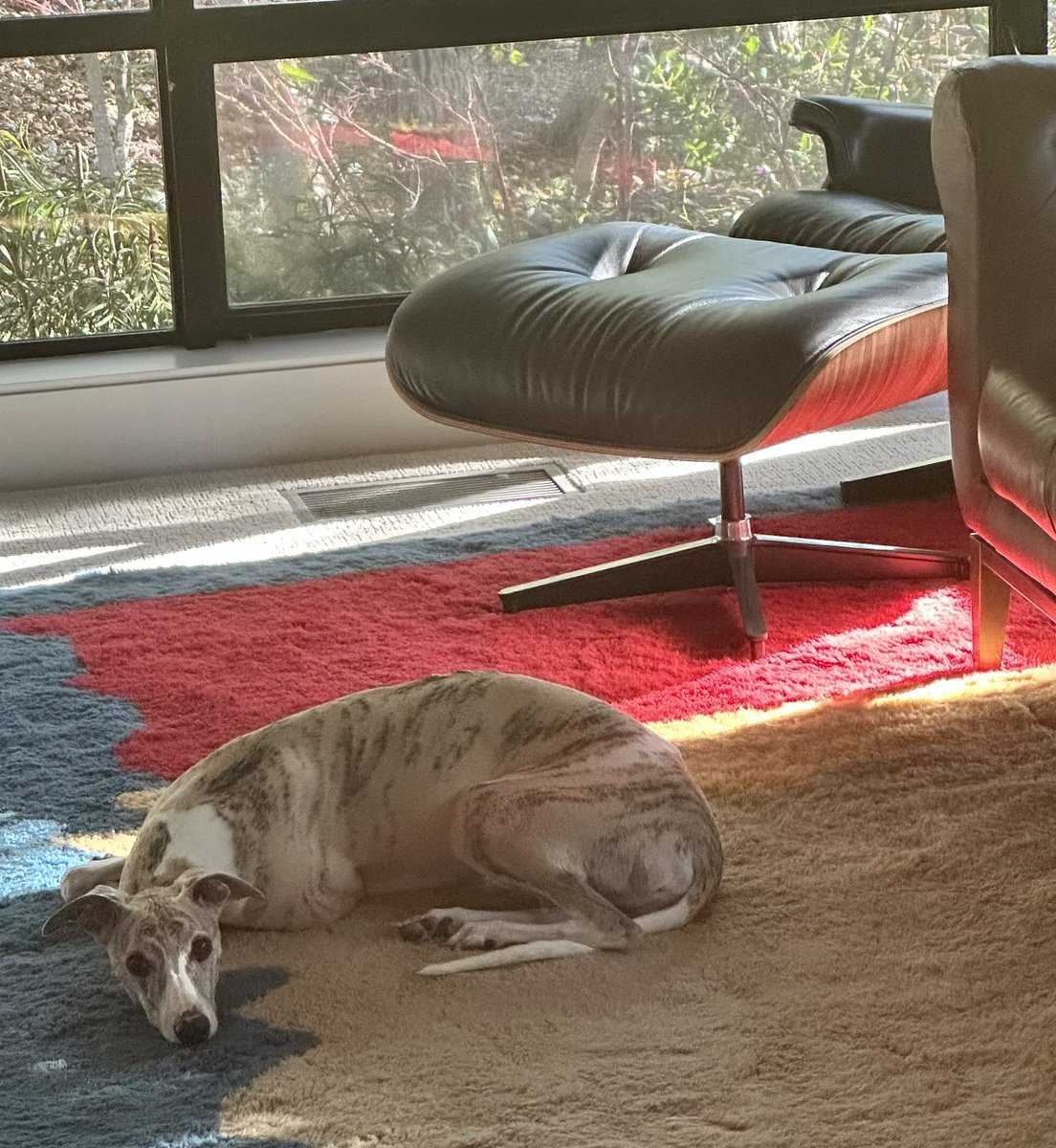 This is the look I get after going for a run on my own without my doge. He is so resigned and is whining softly.