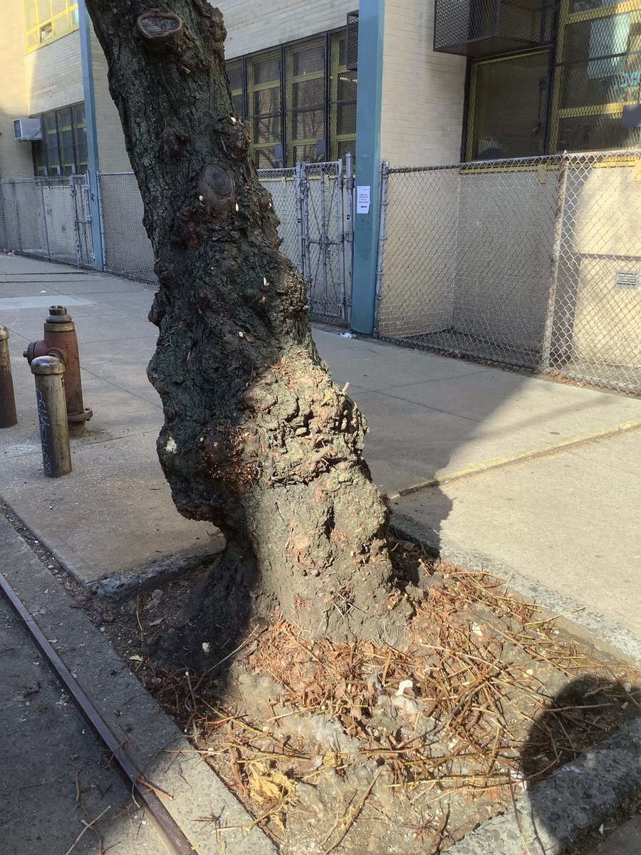 BaxterHogan's tweet photo. #Manhattan #pruned

#streetTrees #TreesofNYC #trees #NYC
#treeBeds #treeEquity  
#UrbanCanopy #stewardship
#BLTrees #CitizenPruner

@TreesNewYork 
@NYCGreenThumb
@milliontrees
@nature_ny 
@NYCParks
@LuvYurStreetree 

#Gleditsiatriacanthos
#HoneyLocust https://t.co/6Kj6m4KE4J