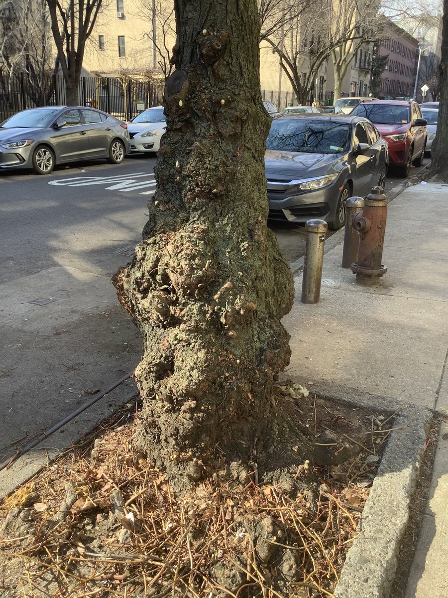 BaxterHogan's tweet photo. #Manhattan #pruned

#streetTrees #TreesofNYC #trees #NYC
#treeBeds #treeEquity  
#UrbanCanopy #stewardship
#BLTrees #CitizenPruner

@TreesNewYork 
@NYCGreenThumb
@milliontrees
@nature_ny 
@NYCParks
@LuvYurStreetree 

#Gleditsiatriacanthos
#HoneyLocust https://t.co/6Kj6m4KE4J