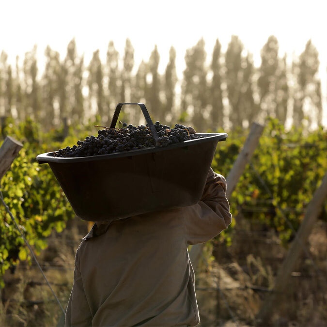 WineandSpirits's tweet photo. "Intense and vivacious," writes critic Corey Warren of our #wineoftheweek, Weinert 2012 Mendoza Malbec.

Read Warren's full write-up of this old-vine beauty:

https://t.co/Gv8UPR4Nkh

#malbec #mendoza #argentinewine #mendozamalbec #oldvines #wotw #wine @BodegaWeinert https://t.co/Z5kbPrppzN