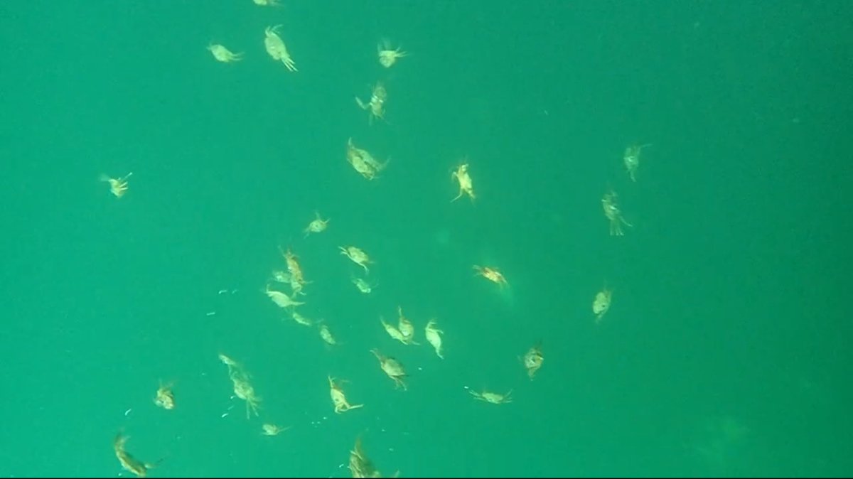 DrAlexFord's tweet photo. Another month before we lift the acoustic receivers for these tagged crabs. 😬 please let there be some data 😬 #REDPOL #crabtracking #pollution #behaviour #ecotoxicology 🦀🦀🦀 https://t.co/GaZKiv29FO