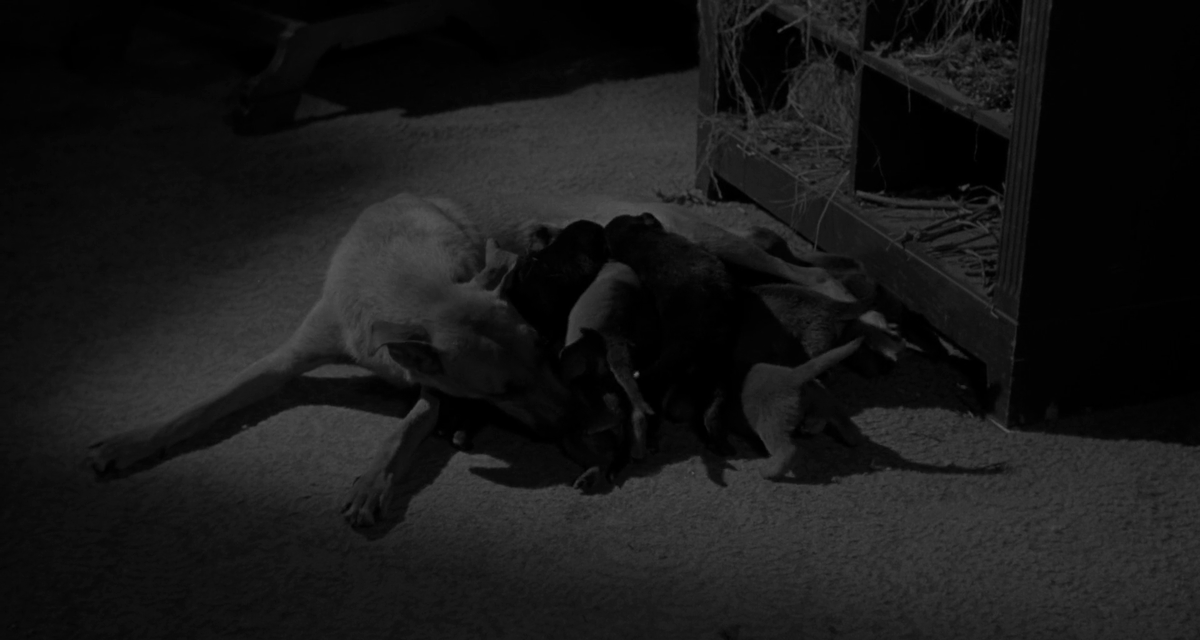 Where your nightmares end...

Eraserhead / Silgi Kafa (David Lynch, 1977)