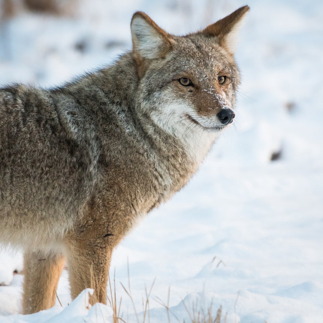 cityoftoronto's tweet photo. It’s coyote mating season which means they may be more active and visible as they search to find a potential mate. If you see a coyote, please keep a safe distance and make sure your dog is always on a leash. Learn more about urban coyotes: https://t.co/7wtAhYYAY0 https://t.co/76C7Cy9Ozc