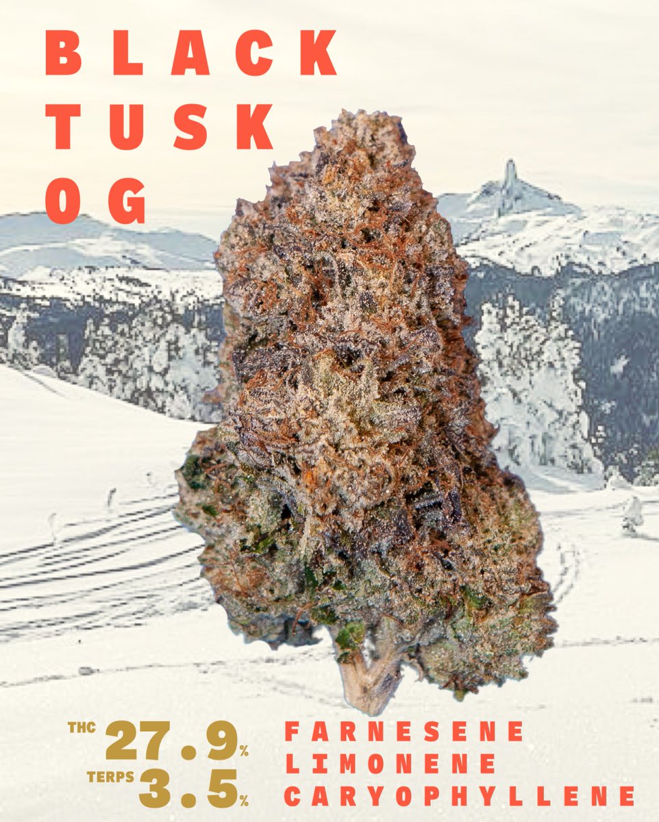 Black Tusk OG! Available wholesale at BC central distribution, and your favourite local shop. Uncirculated legacy cut OG, taking it  back to the core, rising up above and standing the test of time, like the Black Tusk, a beacon for our communities and the stuff of legends.