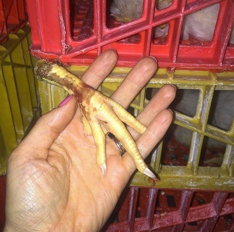 Please don’t support this. Go vegan and get active. 

💔🐓💔

#vegan