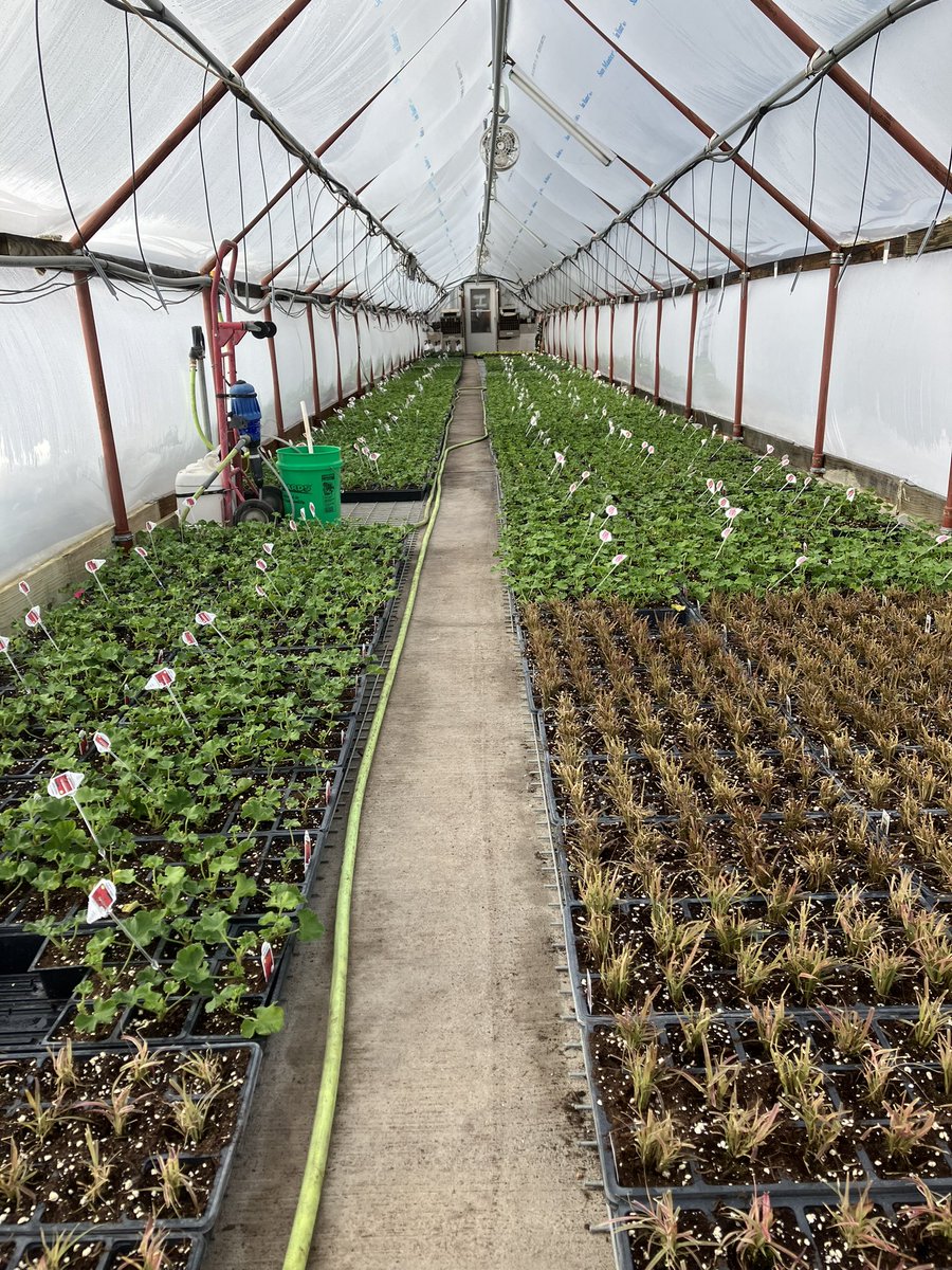 Nearly anybody can grow flowers when the sun shines but when it’s cloudy 6 days out of 7 it’s a whole new ballgame.  Preventative fungicide has been applied.