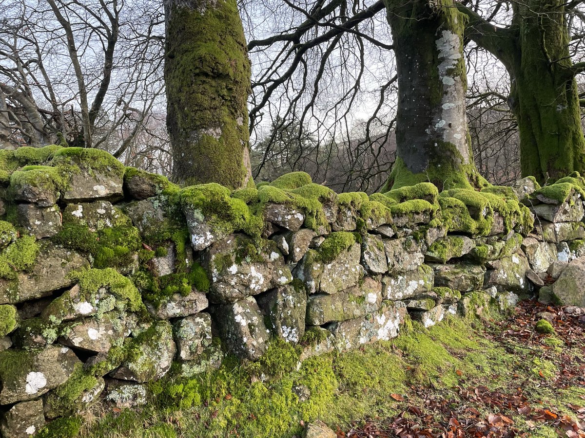VisitDartmoor's tweet image. Lovely colours everywhere on our morning walk today! 
#dartmoor #devon