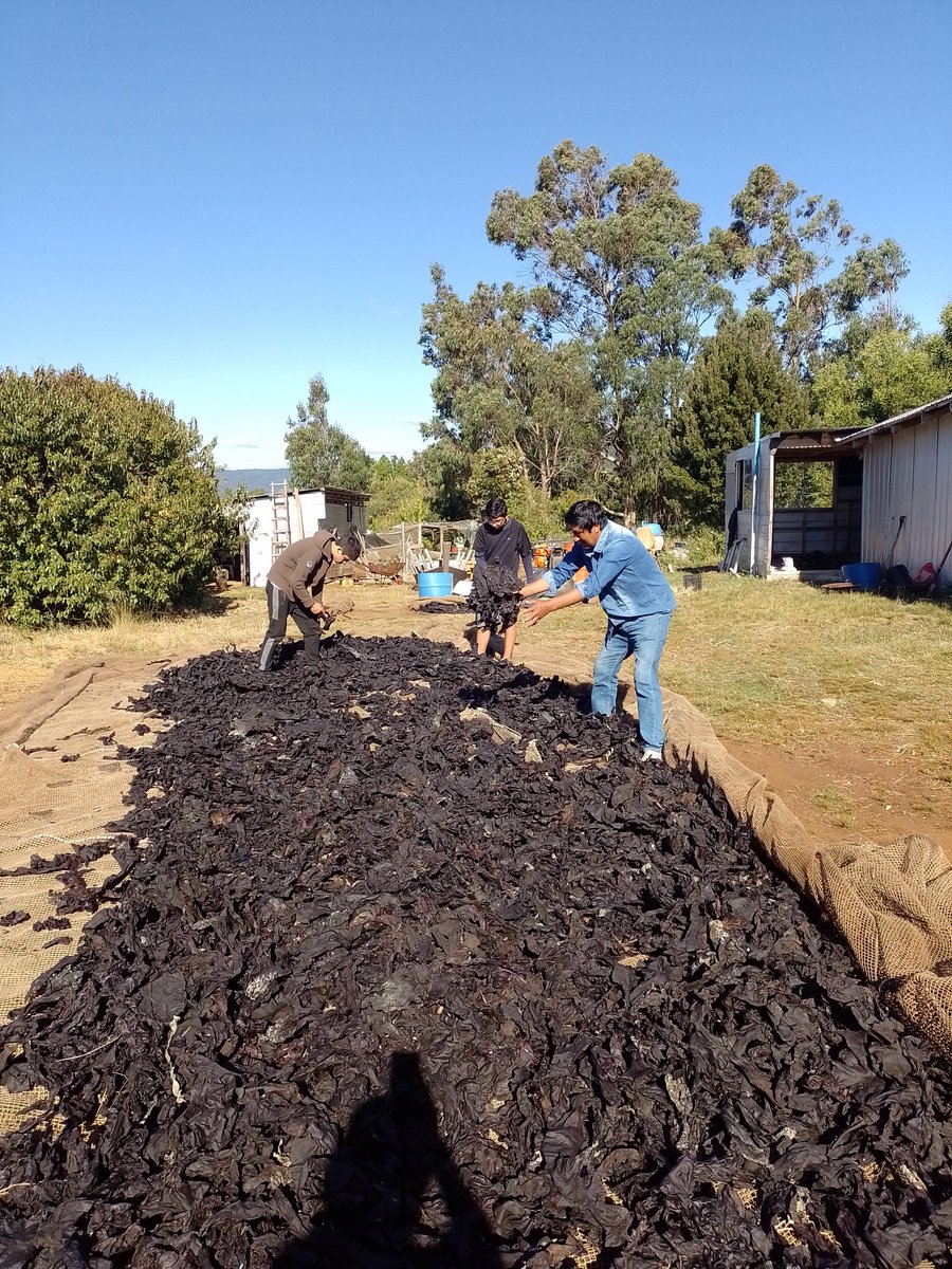 Con todo el corazón en nuestro proyecto Familias Algueras de la Región de Los Ríos 
@Fondart #regiondelosrios #algaschaihuin #mehuin