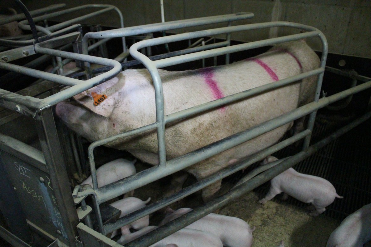 gruntvegan's tweet photo. How would you like it.

Locked in a cage, unable to move.
An ear tag, to give you a number.
Your back spray painted with another number.
Not able to care for or protect your newborns.
Repeat, until you are no longer 'productive'.

There is a kinder way. 🌱 https://t.co/27rxPSTHyE