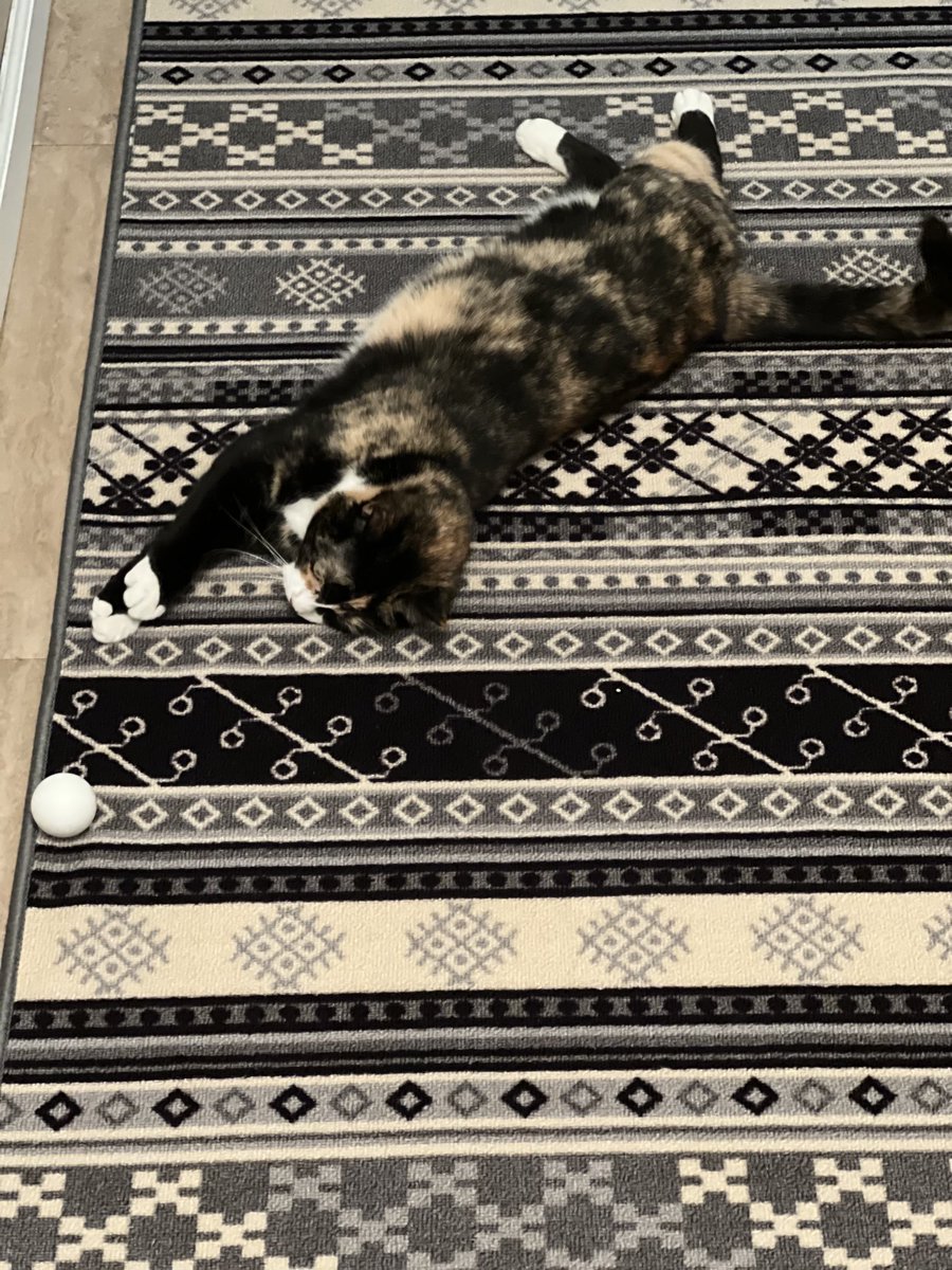MyCatZen's tweet photo. 🫧I don’t have the strength…You do it. 🌻🐈‍⬛💕 #pets#catsoftwitter #catsoninstagram ⁦@MyCatZen⁩ https://t.co/LmXqUQ6wwp