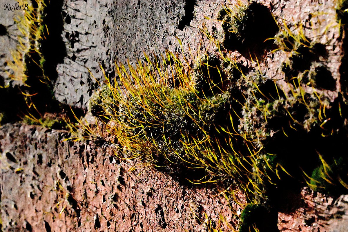 rojertb's tweet photo. #mosstodon Moss on a wall in the noon sun https://t.co/JcpzaoQaux