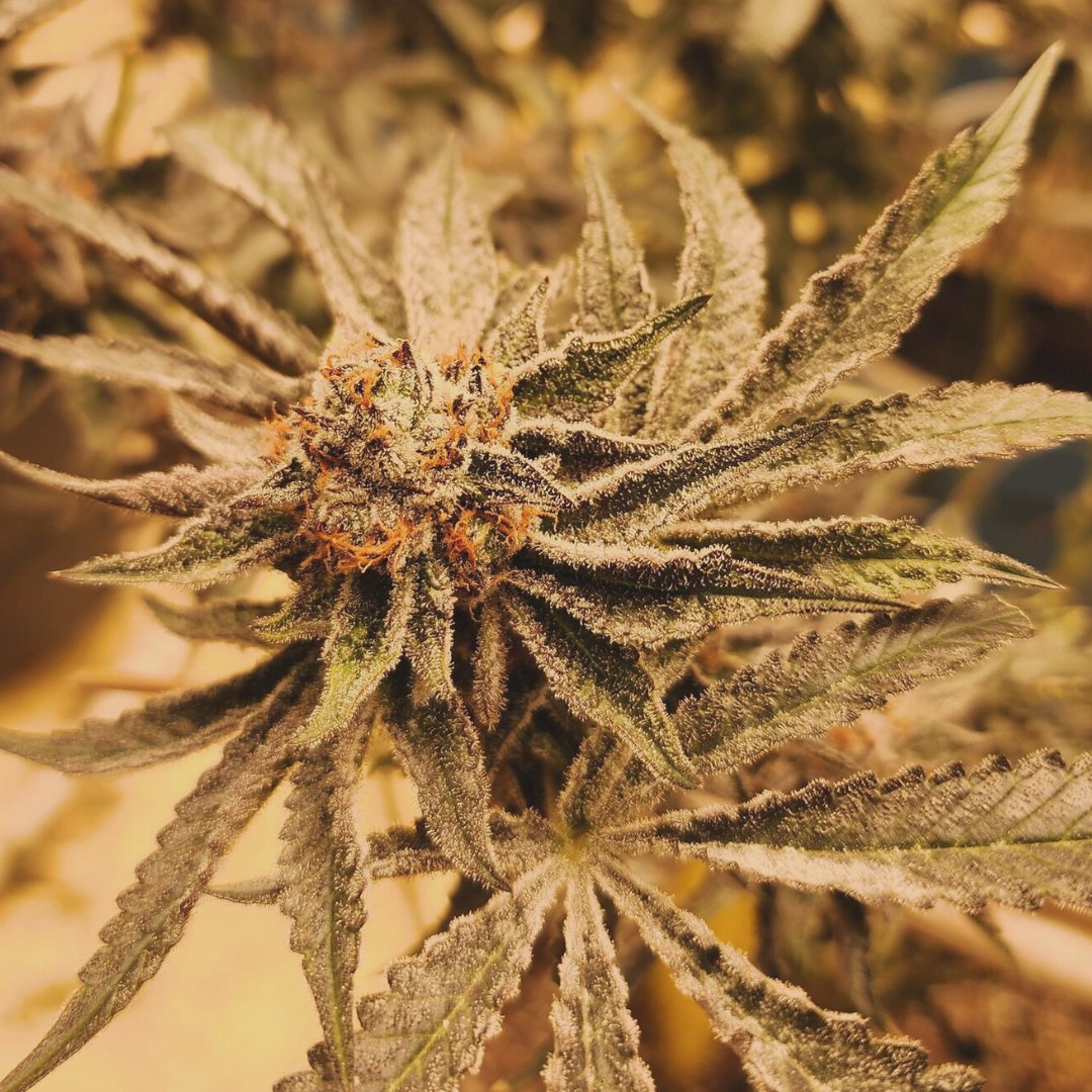 SnapdragonHemp's tweet image. Some flowers to make your Monday a little brighter. This bouquet smells a little funky ⛽ 🍋 🍎 🍍 Have a great start to your week! 
#hemp #chattanooga #indoorgrown #hydroponics #indoorhydroponics #flower #organic #highthcahemp #tennesseehemp