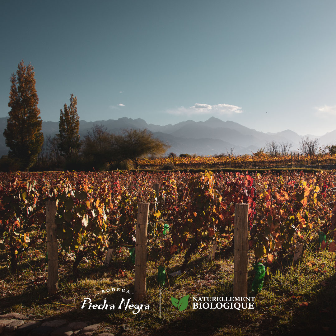 Los vinos que nacen a los pies de cordillera, en suelos aluviales, drenantes y poco fértiles, se destacan por combinar frescor y concentración. Estas características que aporta el terroir se ven reflejadas en nuestras botellas.

#PiedraNegra #Vino #Mendoza #Bodega #Lurton