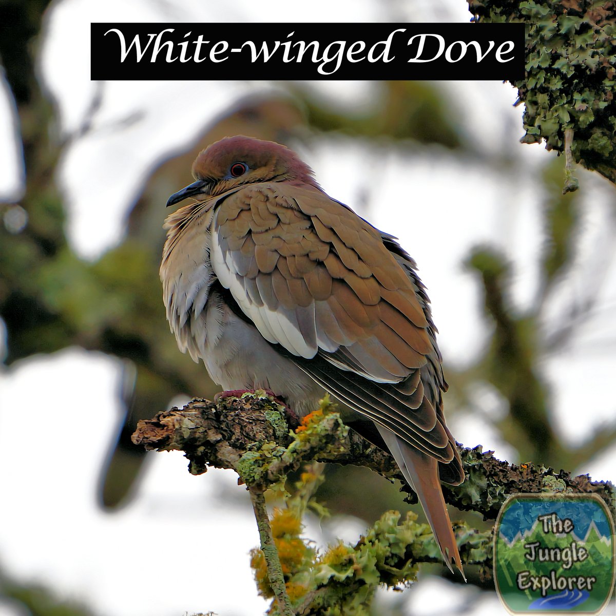 TheJungleExplo1's tweet photo. Bird of the Day!

White-winged Dove

https://t.co/Ex7awtZq1d
https://t.co/EfZFcWwlNU
https://t.co/3YvDVYpZd7
https://t.co/zUntk5Tgex

#nature #naturephotography #wildlifephotography #birds #birdingphotography #birding #jungleexplorer #thejungleexplorer #Texas https://t.co/xm1keYv1SH